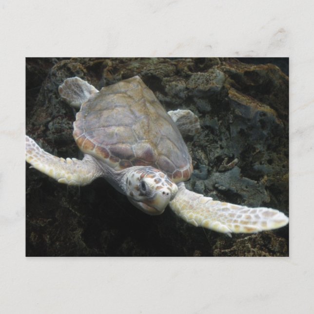 Sea Turtle Postcard (Front)