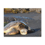 Sea Turtle Postcard