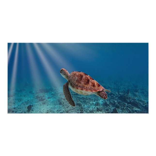Sea Turtle Poster (Front)