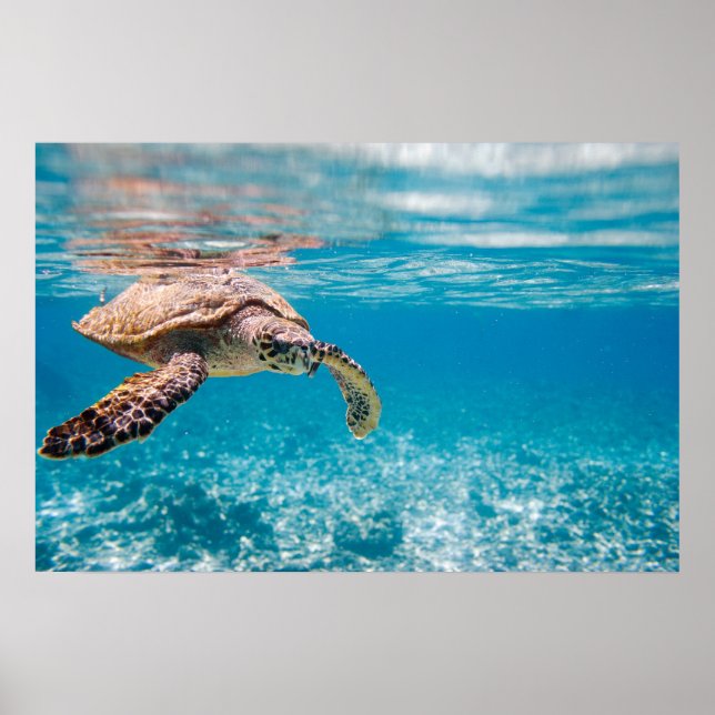 Sea turtle poster (Front)