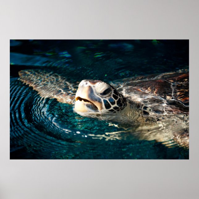 Sea Turtle Poster (Front)