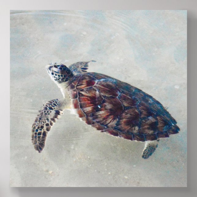 Sea Turtle Print Wall art Acrylic Photo Tile (Front Set)