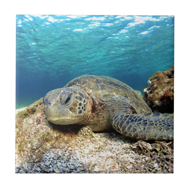 Sea turtle relaxing underwater in tropical ocean ceramic tile (Front)