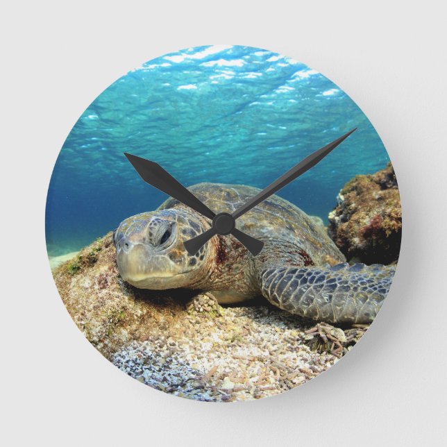Sea turtle relaxing underwater in tropical ocean round clock (Front)