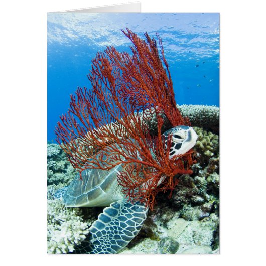 Sea Turtle Resting (Front)