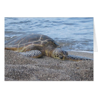 Sea Turtle Resting in Hawaii Cards