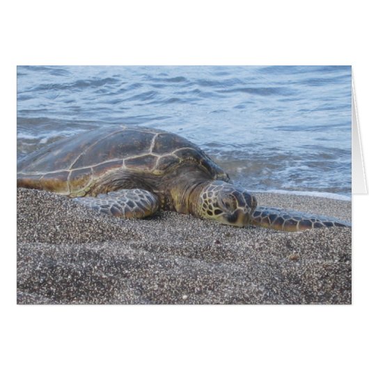 Sea Turtle Resting in Hawaii Cards (Front Horizontal)