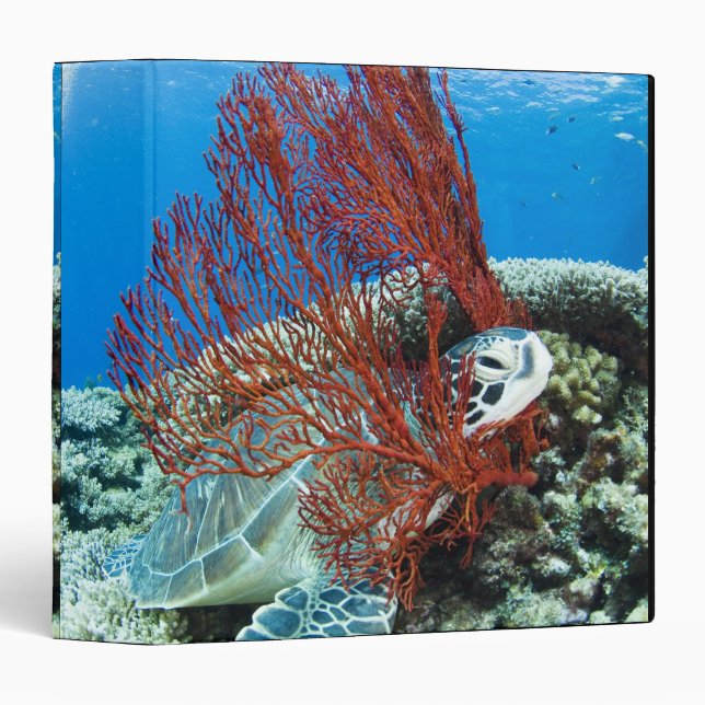 Sea turtle resting underwater 2 binder (Front/Spine)