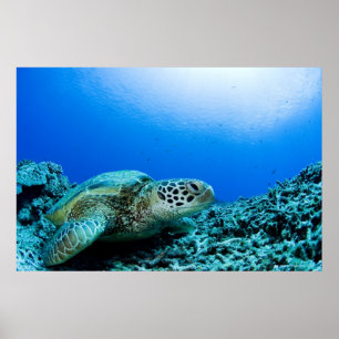 Sea turtle resting underwater 2 poster