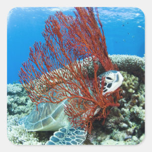 Sea turtle resting underwater 2 square sticker