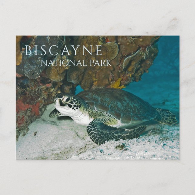 Sea Turtle Resting Underwater, Biscayne Bay, FL Postcard (Front)