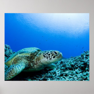 Sea turtle resting underwater poster