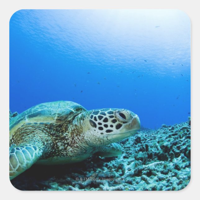 Sea turtle resting underwater square sticker (Front)
