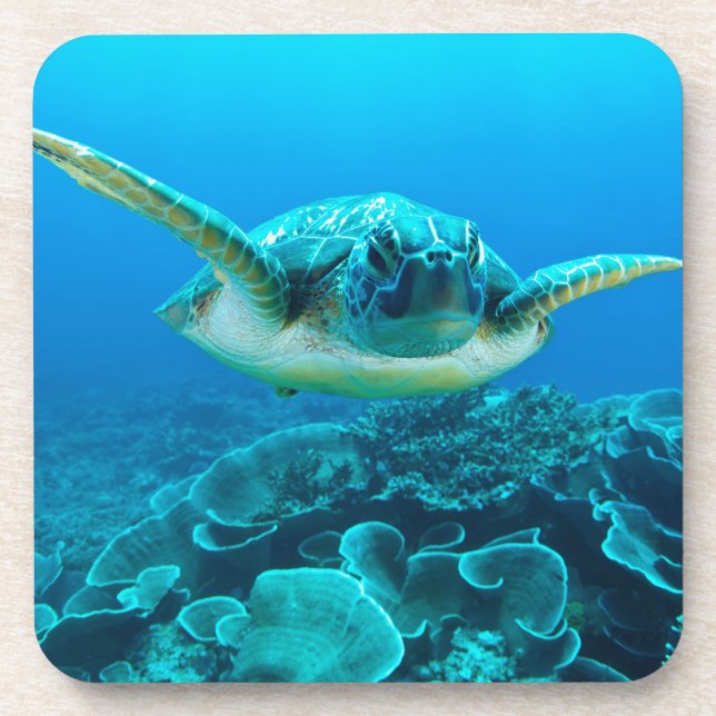 Sea Turtle Set of 6 Coasters (Front)