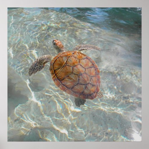 Sea Turtle Shadow Play Print | Zazzle