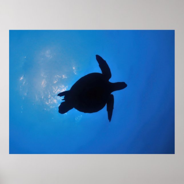 Sea Turtle Silouette  Poster (Front)