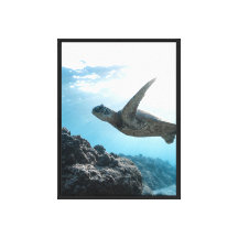 Sea turtle stretched canvas print