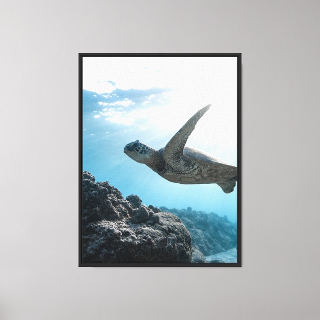Sea turtle stretched canvas print (Front)