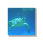 Sea Turtle Swim Canvas Print