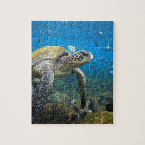 Sea turtle swimming in lagoon Galapagos Islands Jigsaw Puzzle