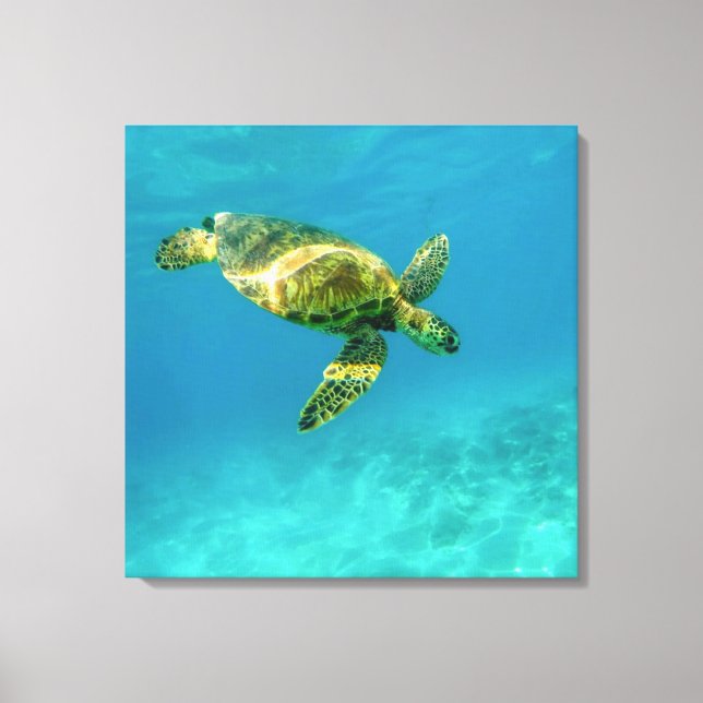 Sea Turtle swimming in turquoise ocean water Canvas Print (Front)