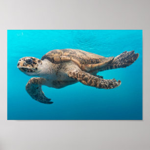 Sea Turtle Swimming Poster