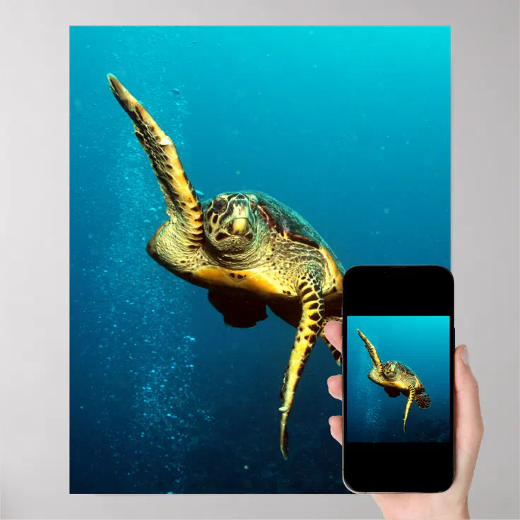 Sea Turtle Swimming Underwater Poster | Zazzle