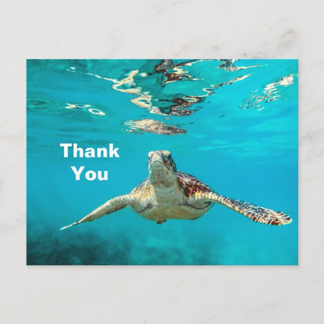 Sea Turtle Thank You Postcard (Front)
