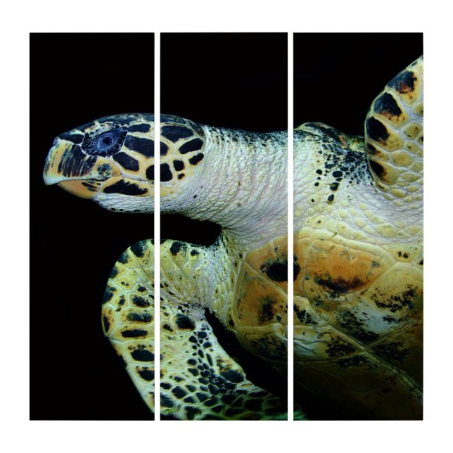 Sea Turtle Triptych (Front)