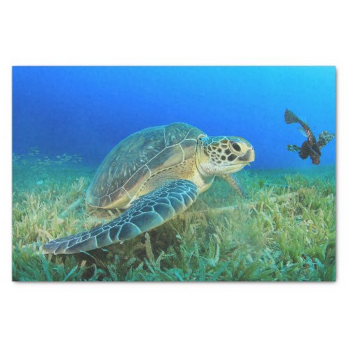 Sea Turtle Under Water  Blue Ocean  Tissue Paper