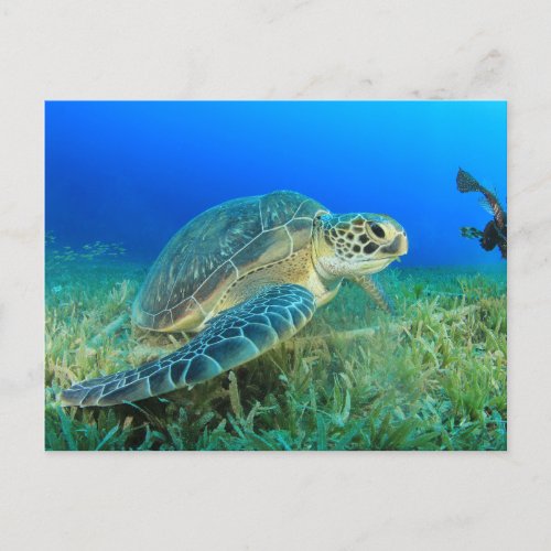 Sea Turtle Under Water  Postcard