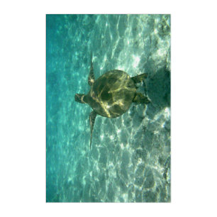 Sea Turtle Underwater Acrylic Print