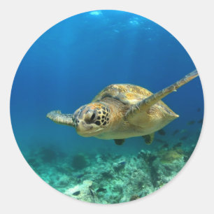 Sea turtle underwater classic round sticker