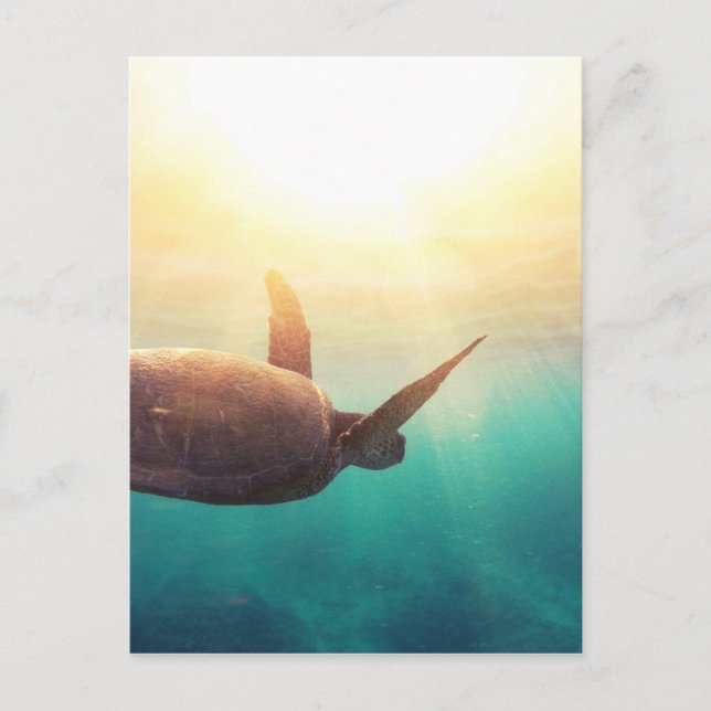 Sea Turtle - Underwater Nature Photography Postcard (Front)