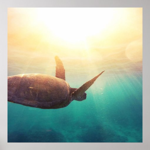 Sea Turtle - Underwater Nature Photography Poster | Zazzle