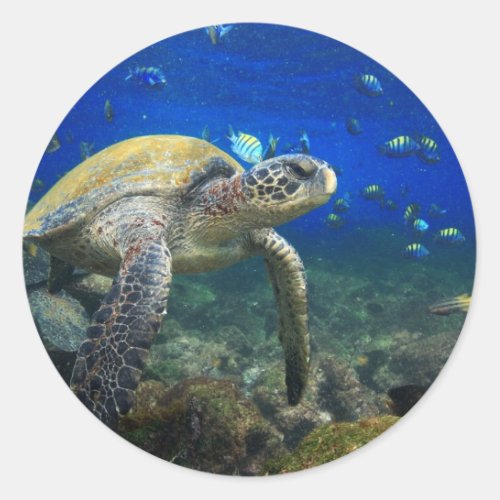 Sea turtle underwater tropical Pacific ocean Classic Round Sticker