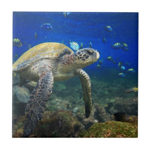 Sea turtle underwater tropical Pacific ocean Tile