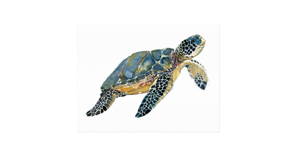 Sea Turtle Watercolor Sketch Postcard Zazzle Com
