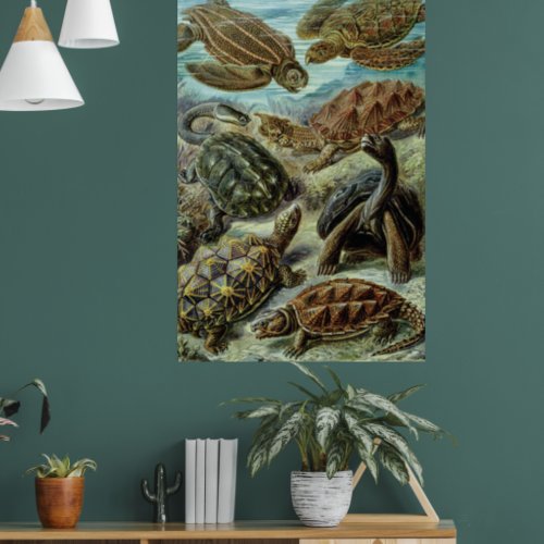  Sea Turtles and Tortoises by Ernst Haeckel Poster