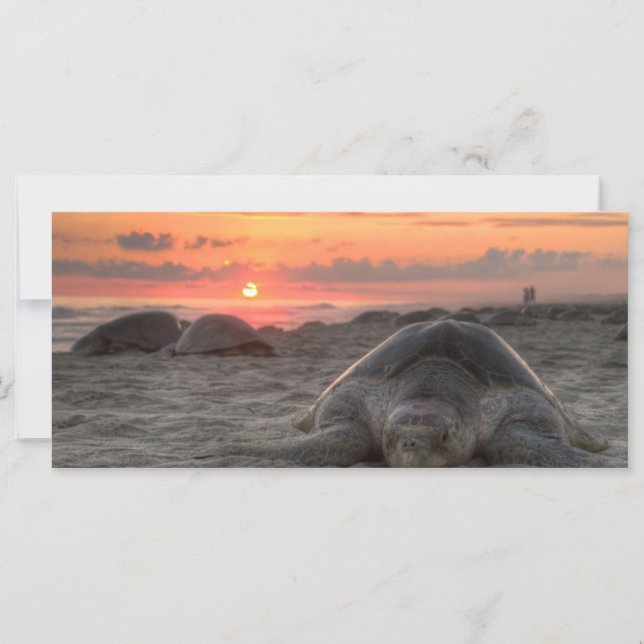 Sea Turtles at Sunset (Front)