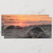 Sea Turtles at Sunset (Front/Back)