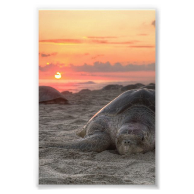 Sea Turtles at Sunset Photo Print (Front)