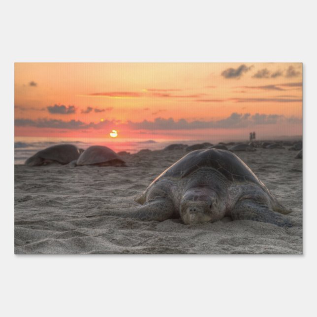 Sea Turtles at Sunset Sign (Front)