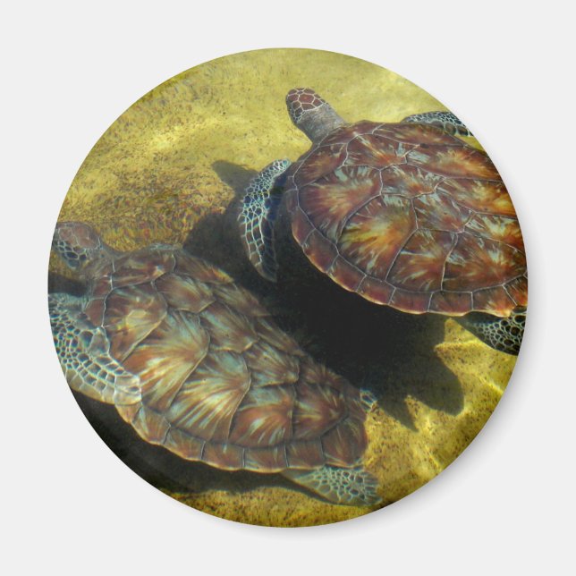 Sea Turtles Magnet (Front)