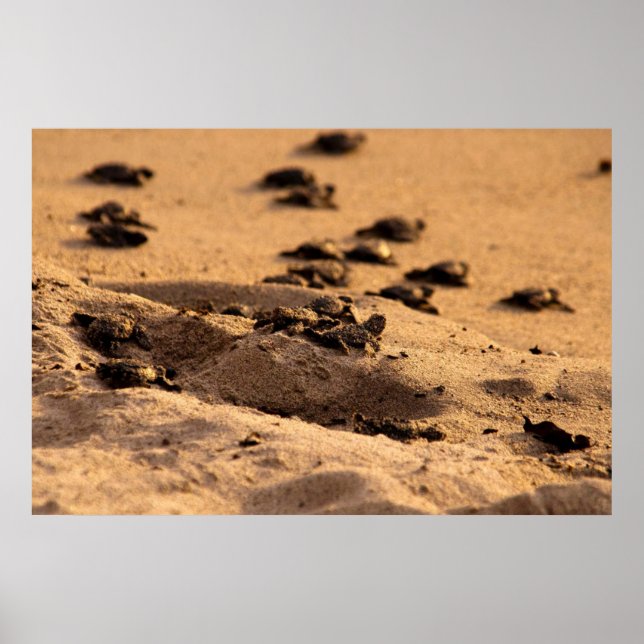 Sea Turtles Poster (Front)