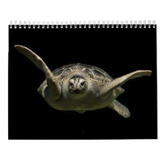 Sea Turtles tortoise reptiles ocean Photography
