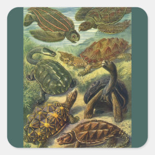 Sea Turtles Vintage Land Tortoise by Ernst Haeckel Square Sticker