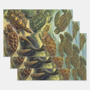 Sea Turtles Vintage Land Tortoise by Ernst Haeckel Wrapping Paper Sheets