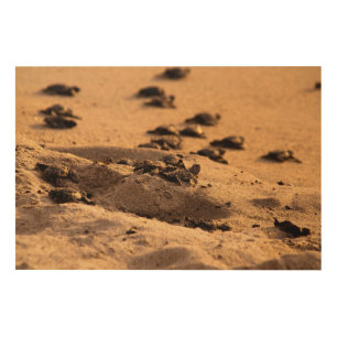 Sea Turtles Wood Wall Decor