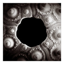 Sea Urchin Black & White Photography 20x20 poster
